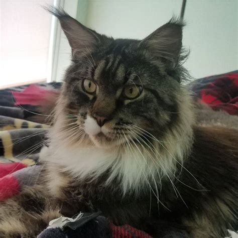 But it can also be a challenge to stay fit and healthy in such a busy city. . Maine coon adoption san diego